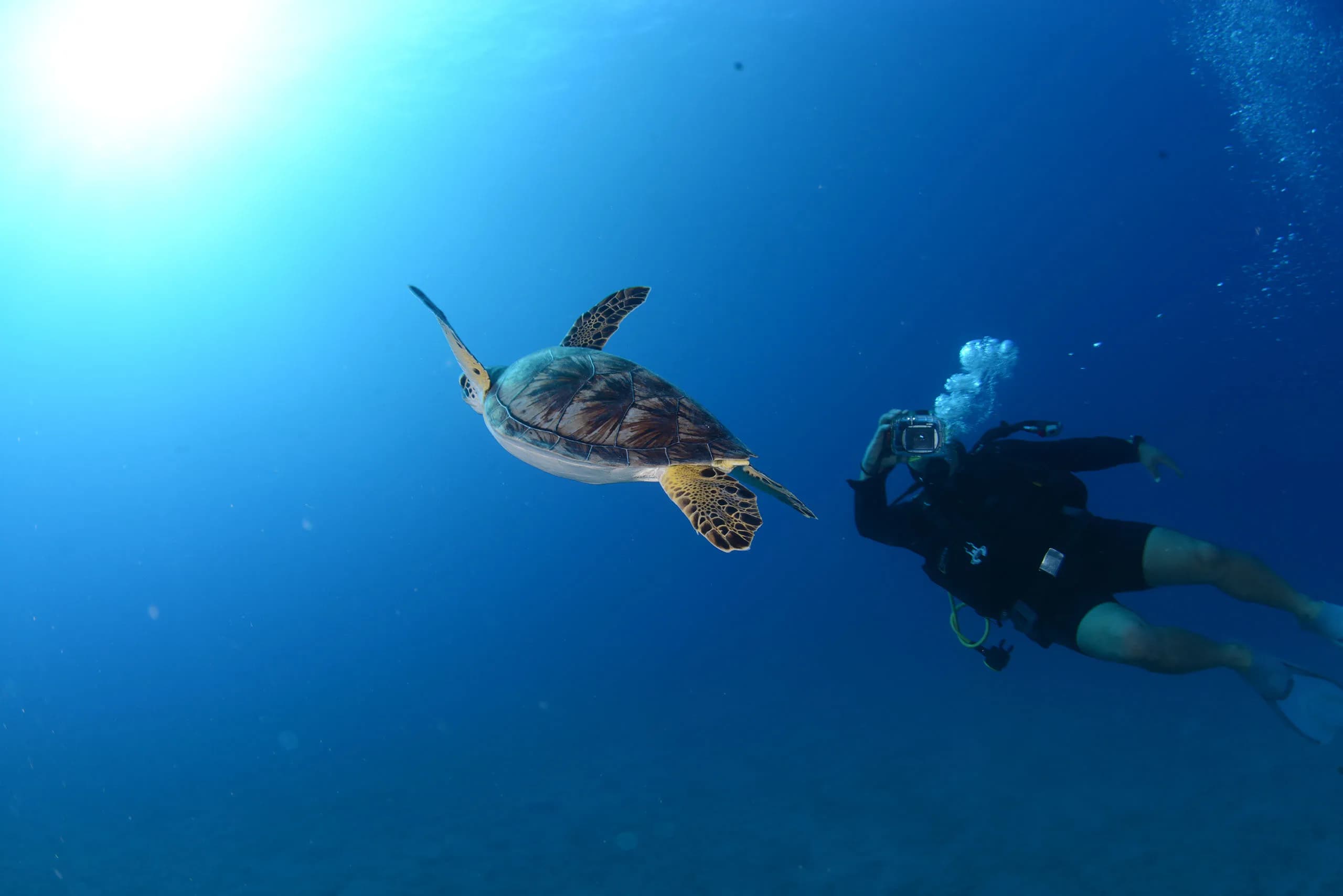 Scuba Diving — photo 2