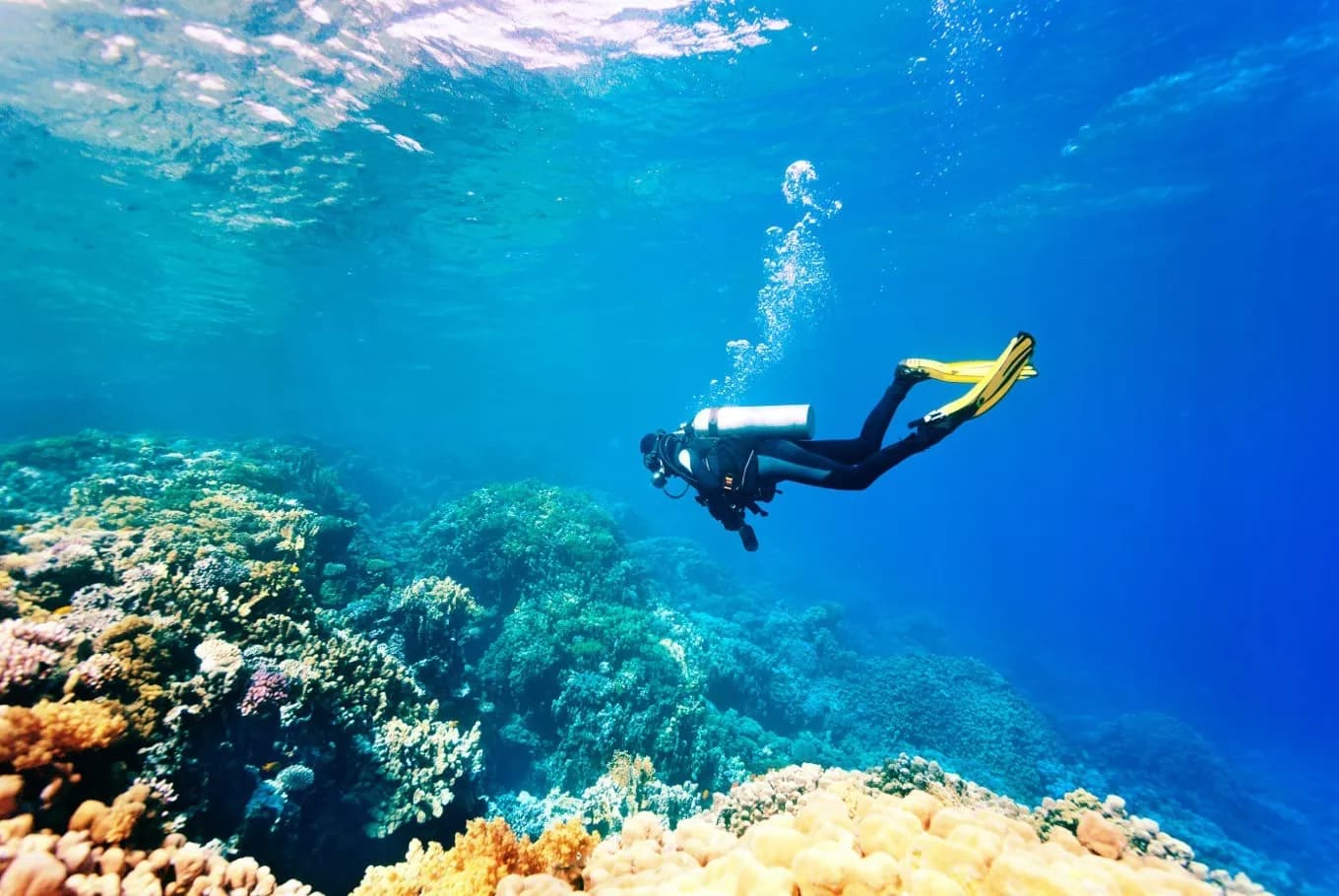 Scuba Diving — photo 3